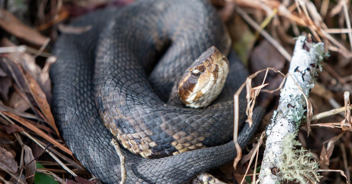 Unique portrayal of the Cottonmouth, also called Ular Kapas in Bahasa Indonesia.