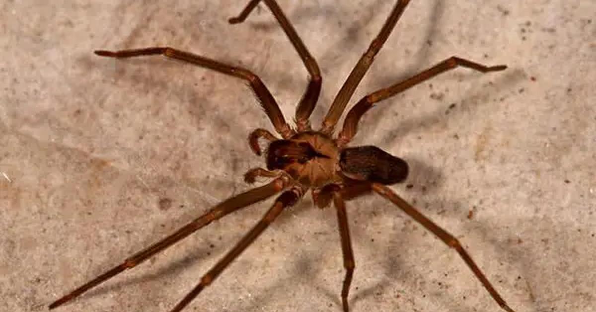 Elegant Chilean Recluse Spider in its natural habitat, called Laba-laba Recluse Chili in Indonesia.