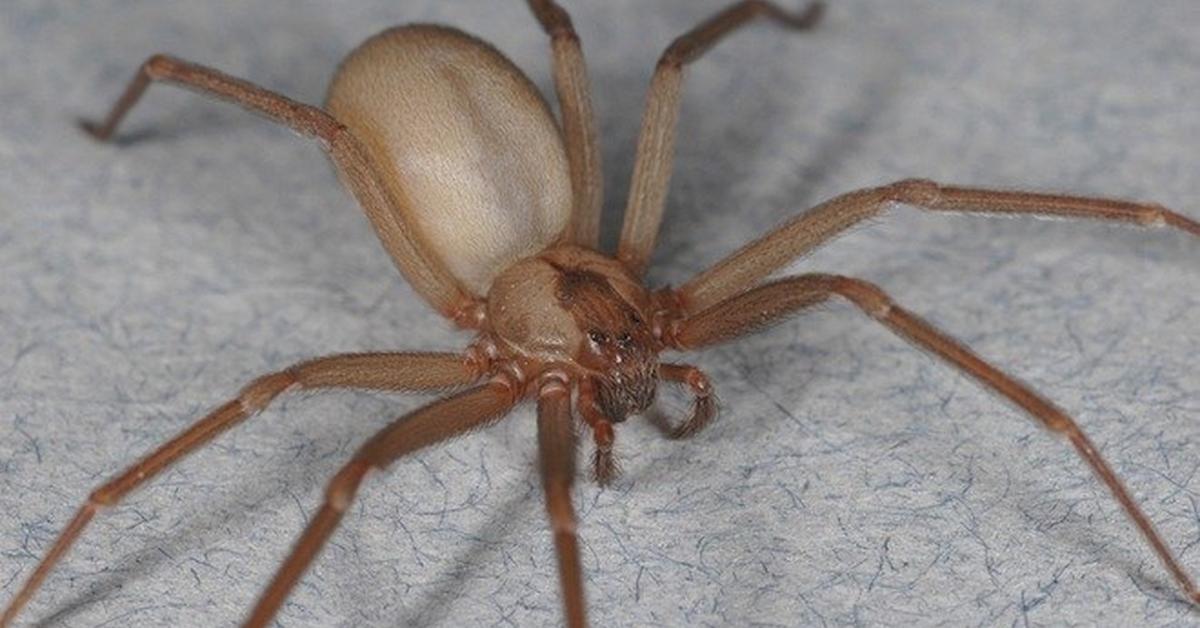 Portrait of a Chilean Recluse Spider, a creature known scientifically as Loxosceles laeta.