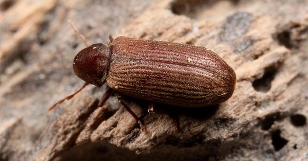 Detailed shot of the Common Furniture Beetle, or Anobium punctatum, in its natural setting.