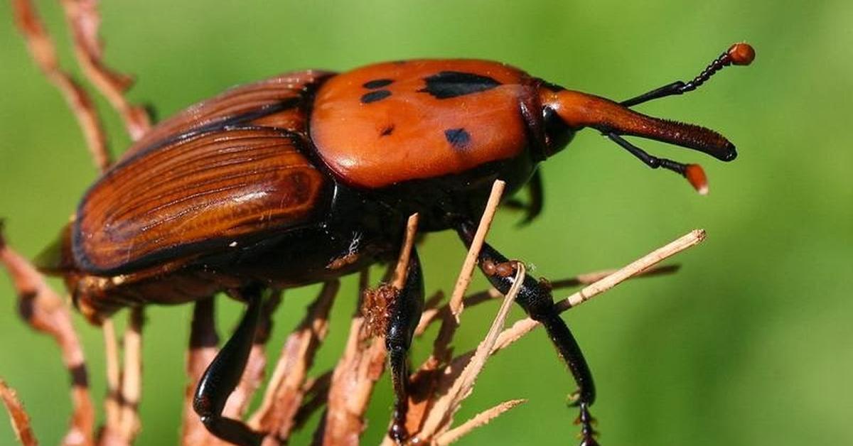 Close encounter with the Common Furniture Beetle, scientifically called Anobium punctatum.