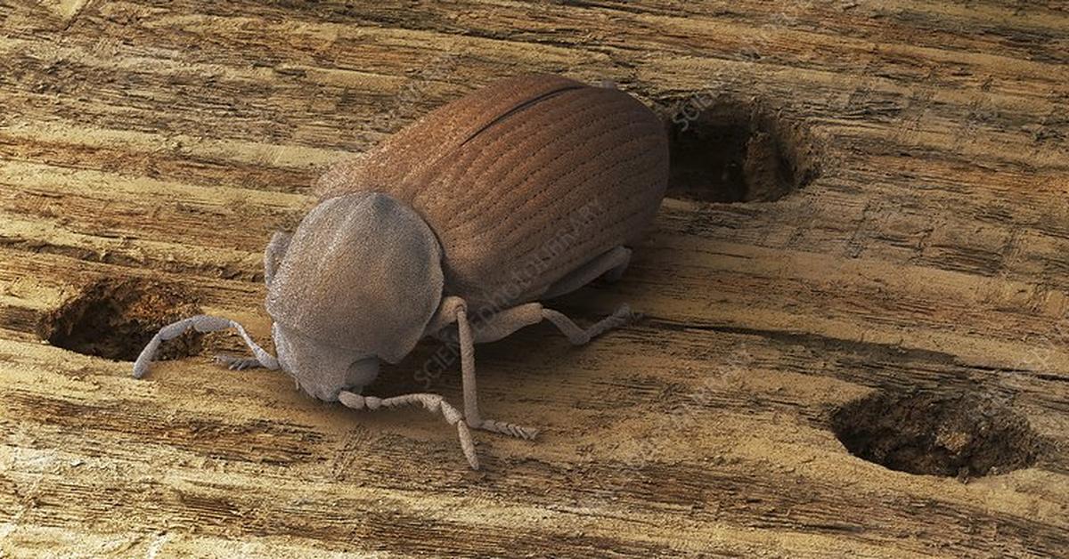 Distinctive Common Furniture Beetle, in Indonesia known as Kumbang Mebel Umum, captured in this image.