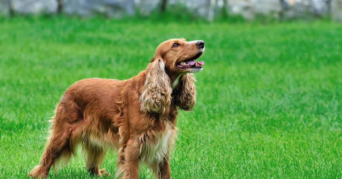 The Cocker Spaniel, a beautiful species also known as Anjing Cocker Spaniel in Bahasa Indonesia.