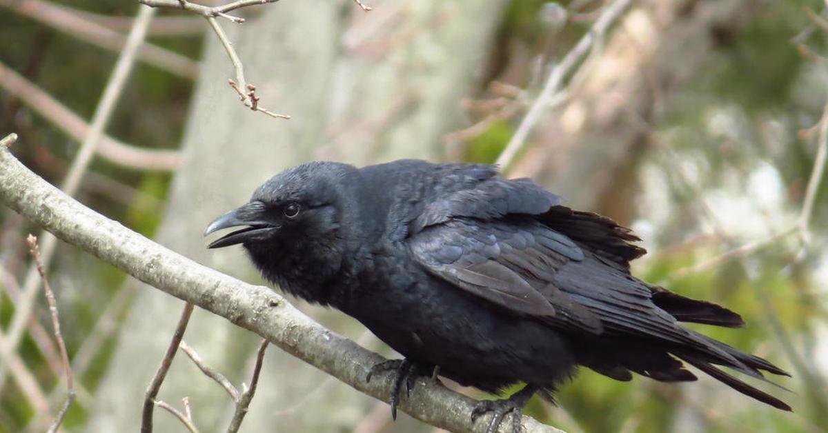 Captured beauty of the Crow, or Corvidae in the scientific world.
