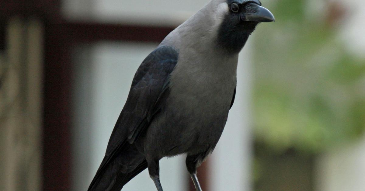 Engaging shot of the Crow, recognized in Indonesia as Gagak.