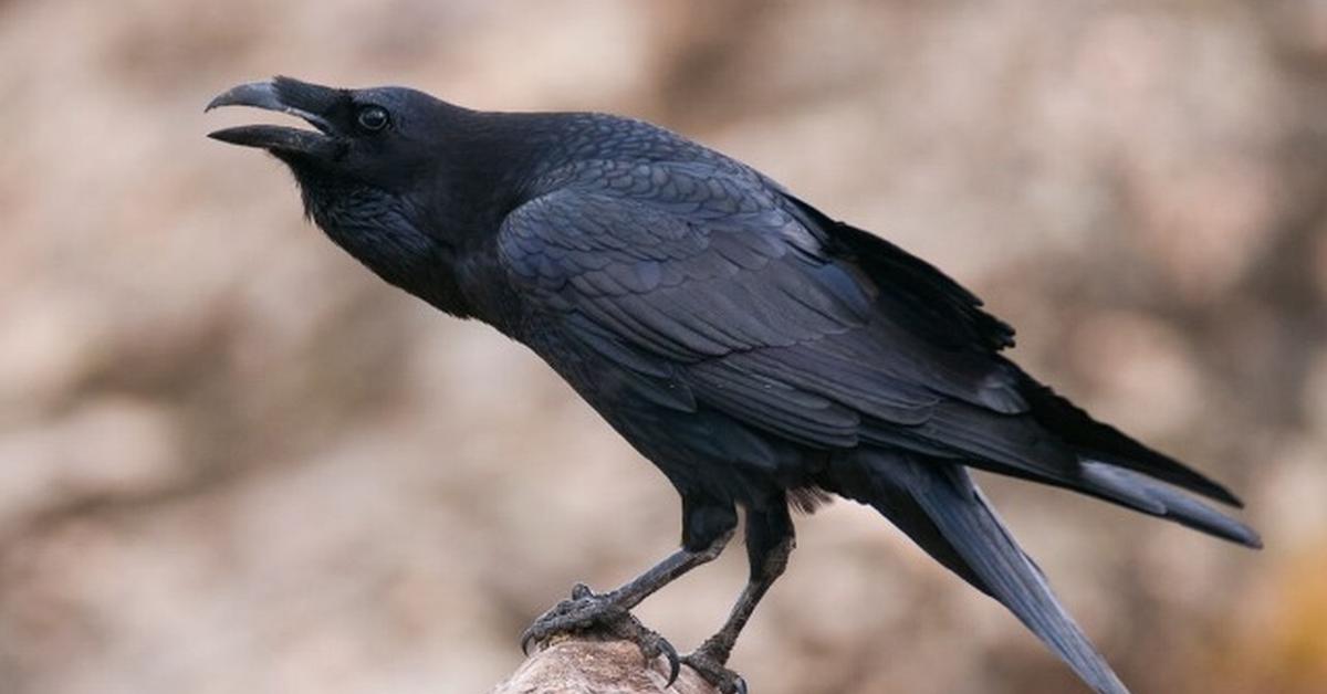 Captivating shot of the Crow, or Gagak in Bahasa Indonesia.