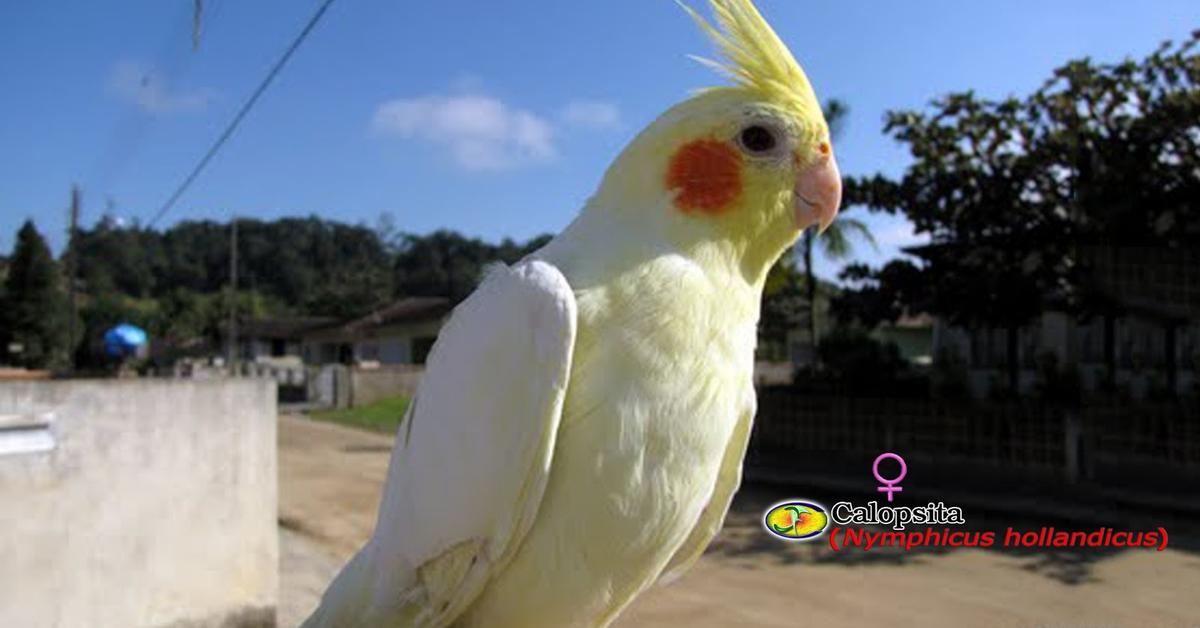 Stunning image of the Cockatiel (Nymphicus hollandicus), a wonder in the animal kingdom.