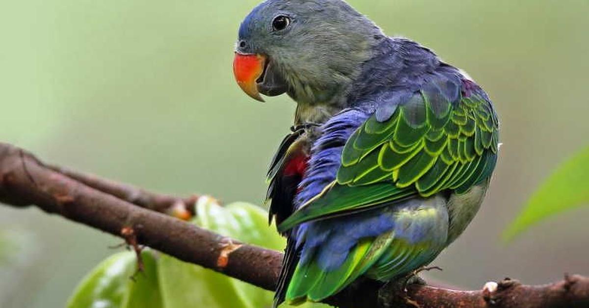 Elegant portrayal of the Cockatiel, also known as Nymphicus hollandicus.