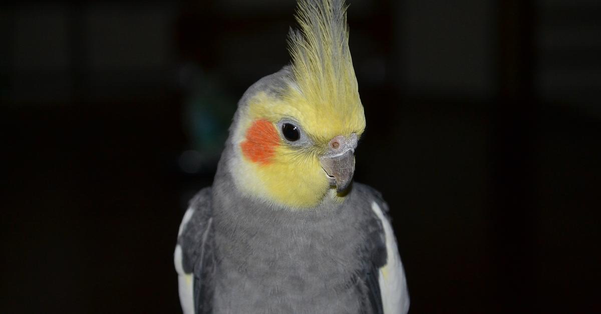 Glimpse of the Cockatiel, known in the scientific community as Nymphicus hollandicus.