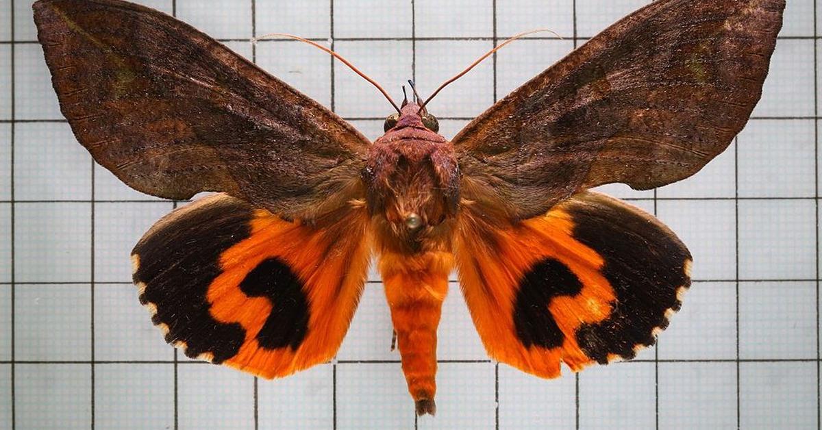 Image of the Cosmic Caterpillar (Eudocima phalonia), popular in Indonesia as Kupu-kupu Kosmik.