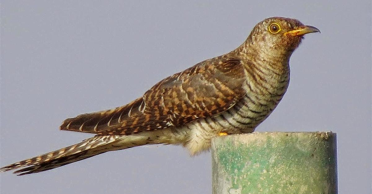 Photographic depiction of the unique Cuckoo, locally called Burung Koel.