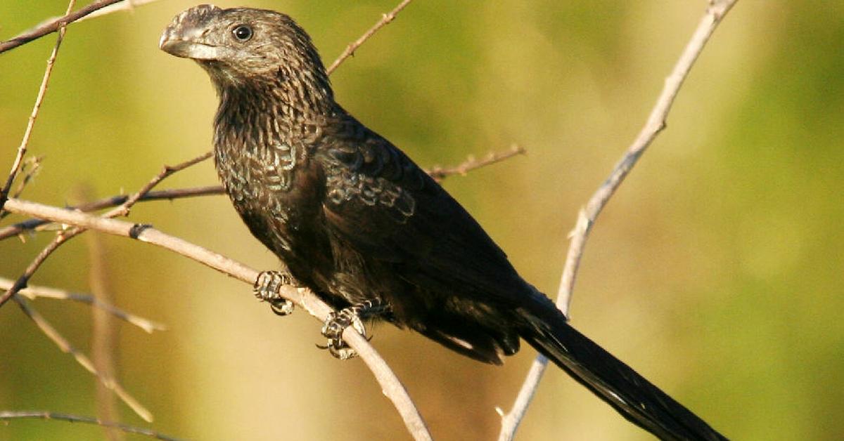 Unique portrayal of the Cuckoo, also called Burung Koel in Bahasa Indonesia.