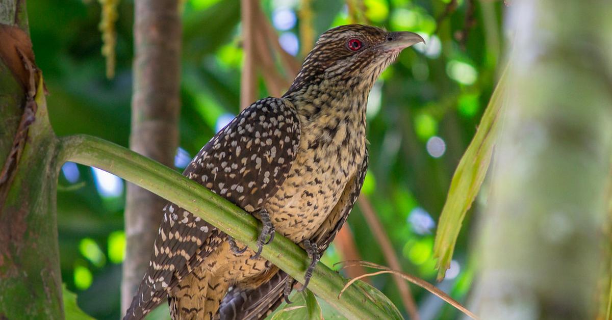 Portrait of a Cuckoo, a creature known scientifically as Cuculidae.