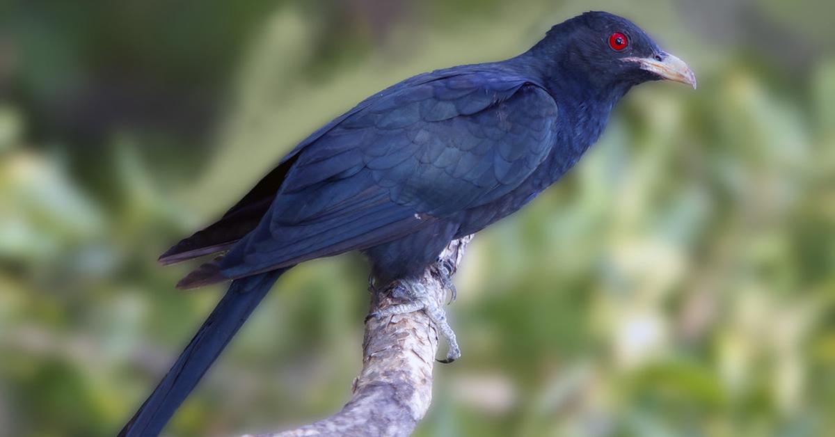 Elegant portrayal of the Cuckoo, also known as Cuculidae.