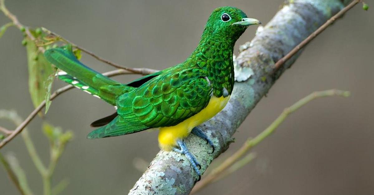 Graceful Cuckoo, a creature with the scientific name Cuculidae.