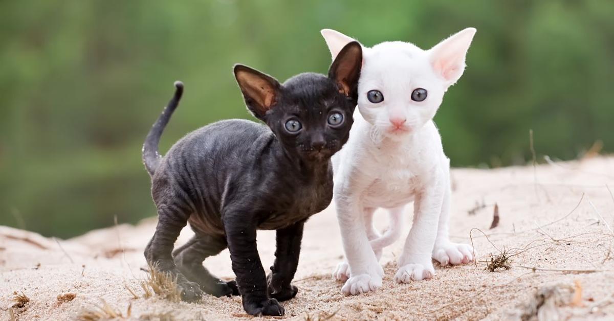 Charming view of the Corn Rex Cat, in Indonesia referred to as Kucing Corn Rex.