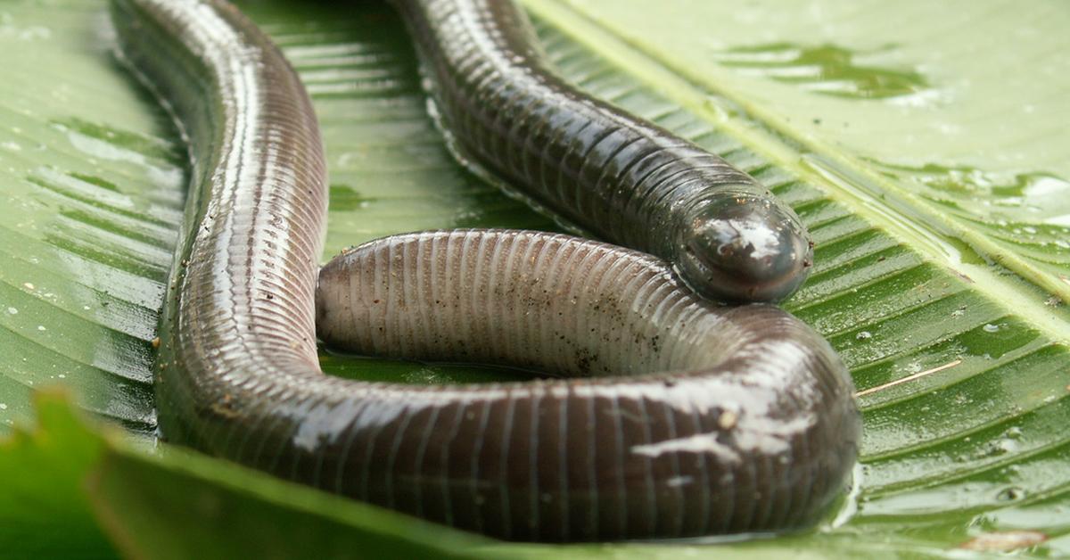 Vibrant snapshot of the Caecilian, commonly referred to as Cacing Tanah in Indonesia.