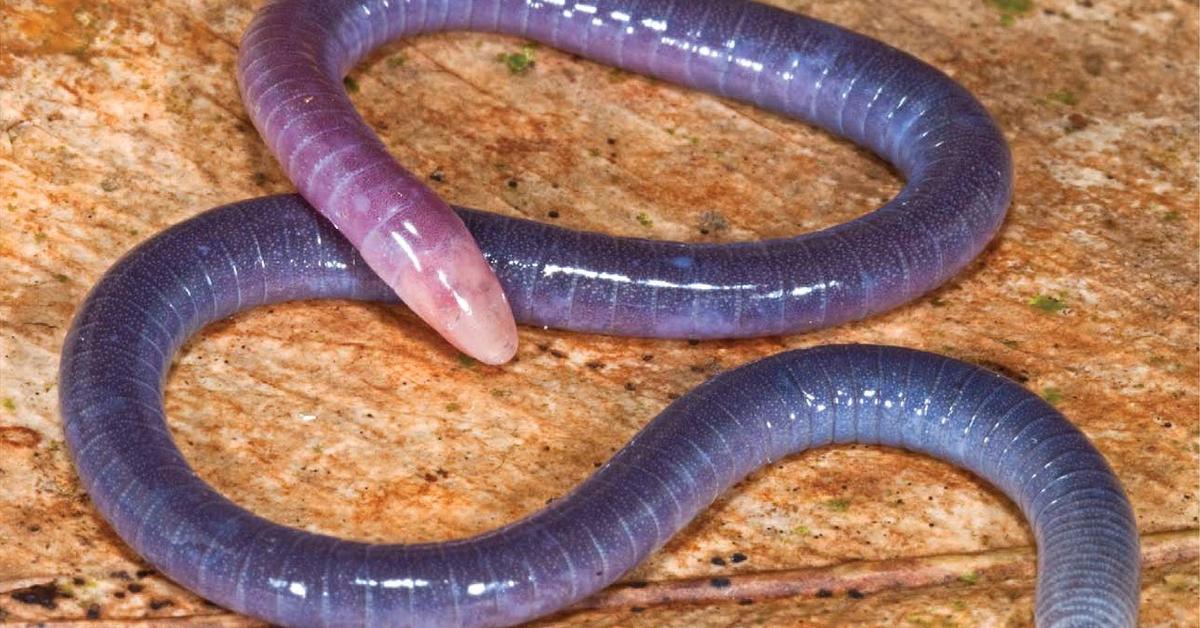 Image of the Caecilian (Apoda), popular in Indonesia as Cacing Tanah.