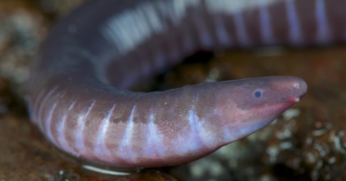 A beautiful representation of the Caecilian, scientifically Apoda.