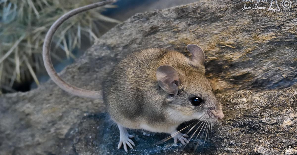 Elegant Cactus Mouse in its natural habitat, called Tikus Kaktus in Indonesia.