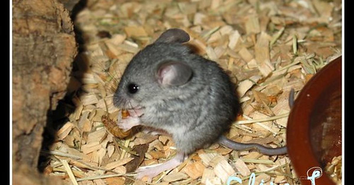 Enchanting Cactus Mouse, a species scientifically known as Peromyscus erimicus.