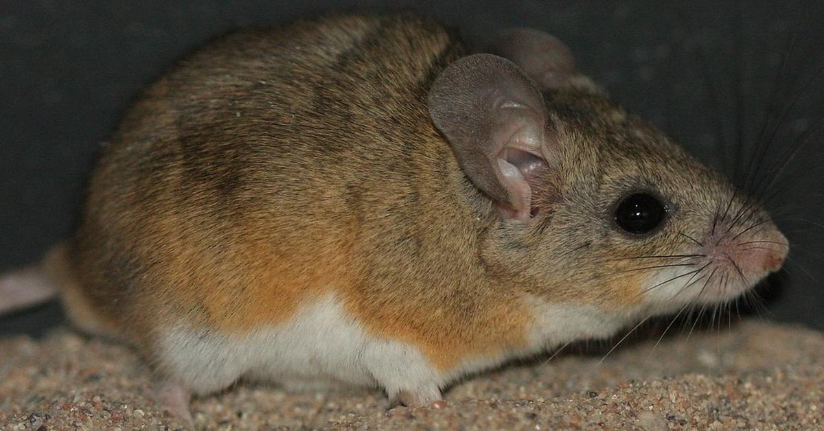 Insightful look at the Cactus Mouse, known to Indonesians as Tikus Kaktus.