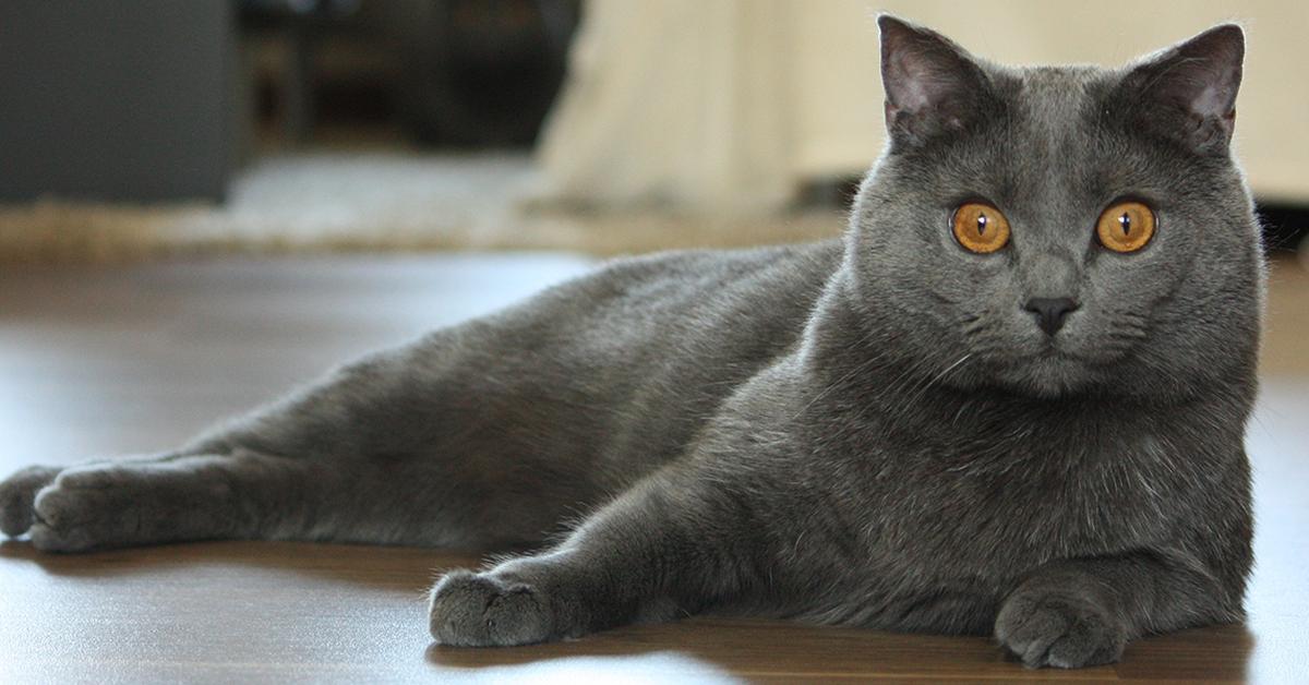 Captured beauty of the Chartreux, or Felis catus in the scientific world.