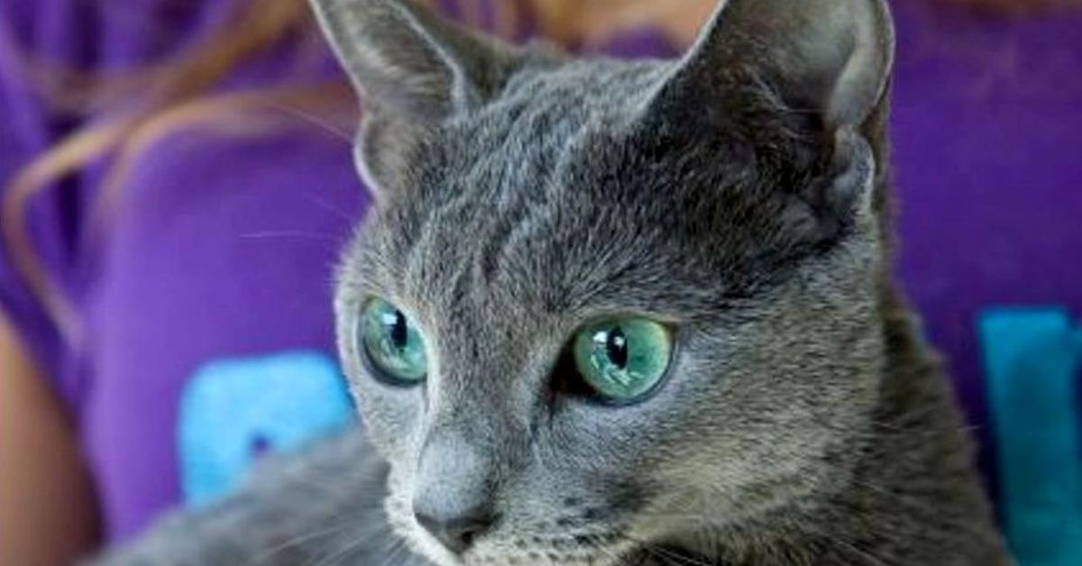 Detailed shot of the Chartreux, or Felis catus, in its natural setting.