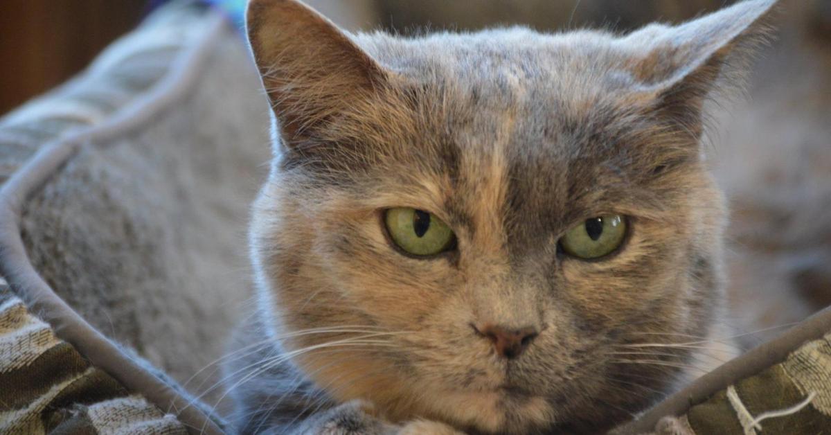 Image of the Chartreux (Felis catus), popular in Indonesia as Kucing Chartreux.