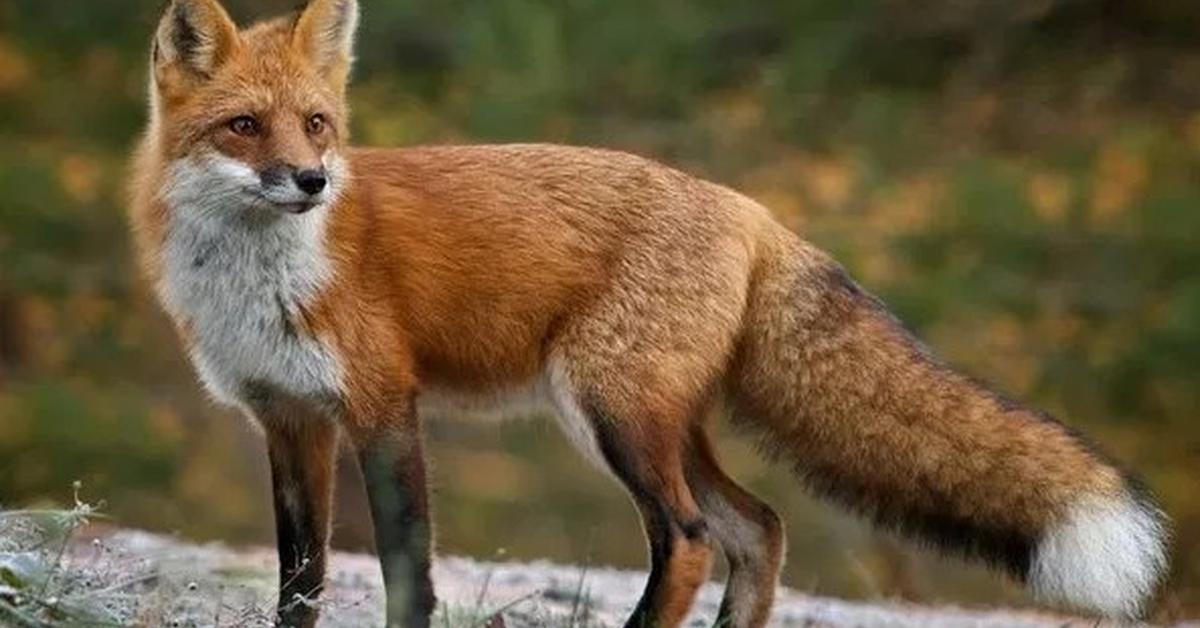 The remarkable Cross Fox (Vulpes vulpes), a sight to behold.