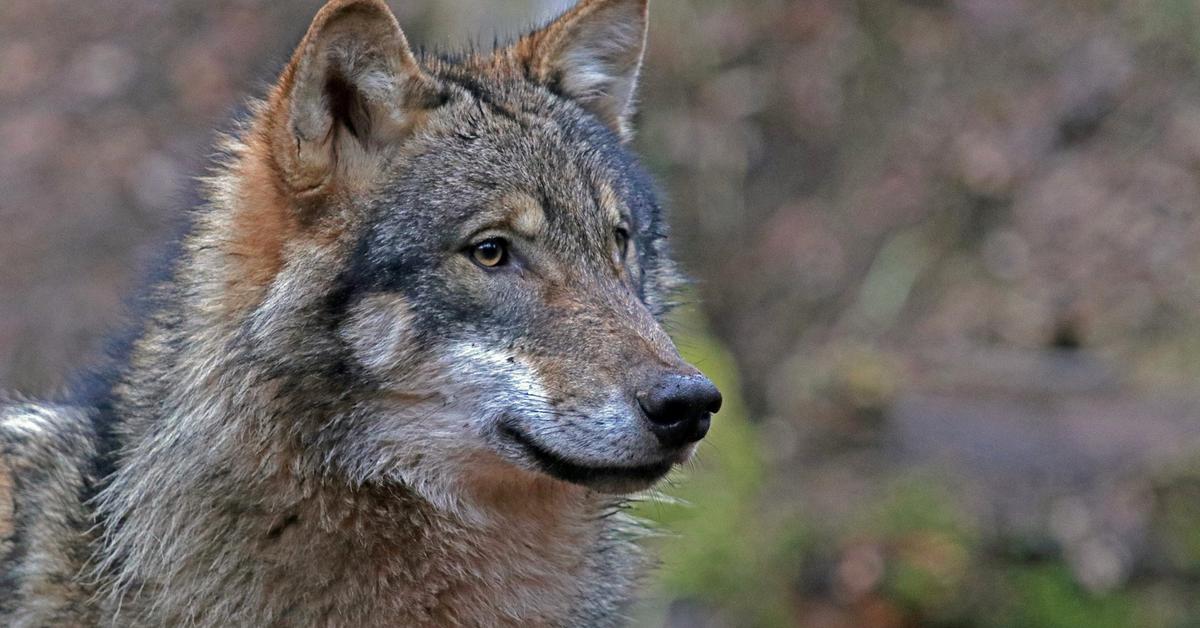 Portrait of a Czechoslovakian Wolfdog, a creature known scientifically as Canis lupus.