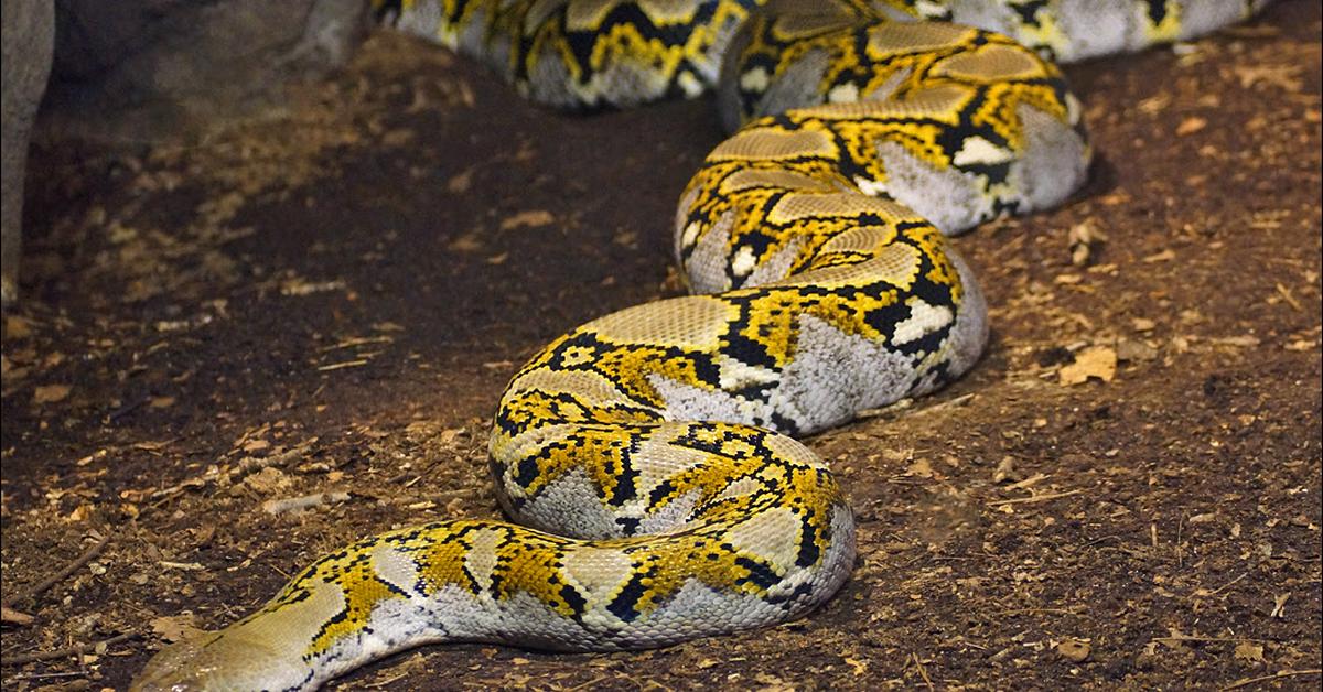 Exquisite image of Cow Reticulated Python, in Indonesia known as Piton Sapi Reticulated.