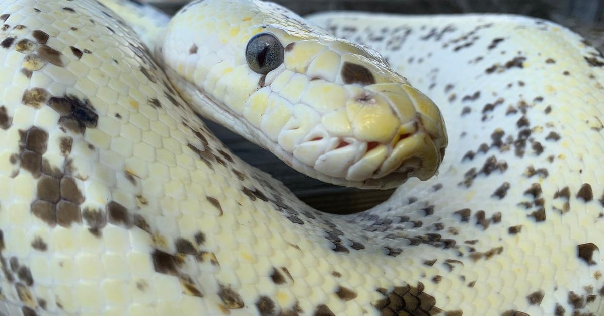 Captivating shot of the Cow Reticulated Python, or Piton Sapi Reticulated in Bahasa Indonesia.