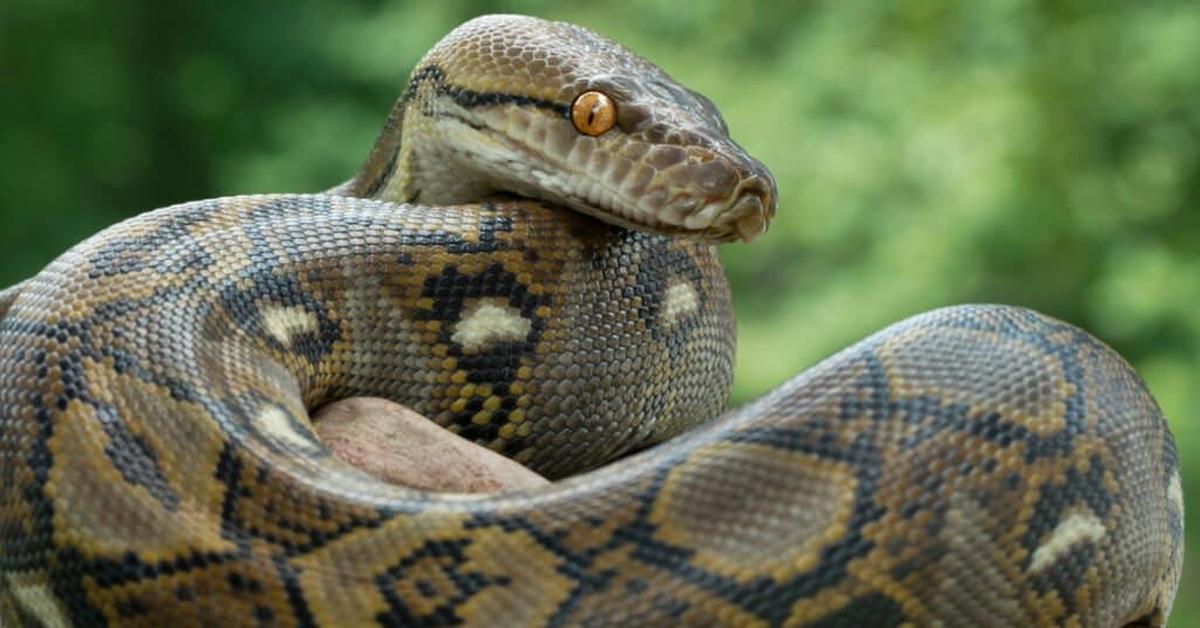 Captivating presence of the Cow Reticulated Python, a species called Malayopython reticulatus.