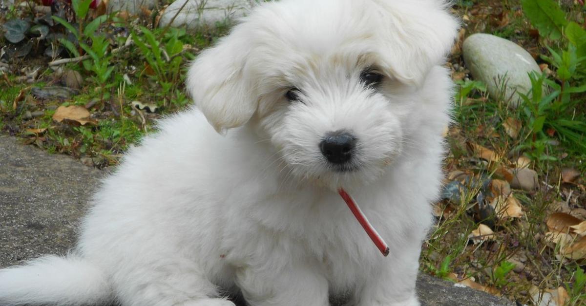 Captivating view of the Coton De Tulear, known in Bahasa Indonesia as Anjing Coton De Tulear.