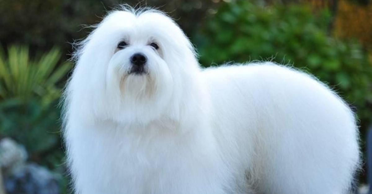 A beautiful representation of the Coton De Tulear, scientifically Canis lupus.