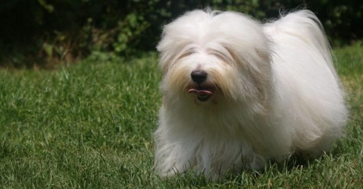 Natural elegance of the Coton De Tulear, scientifically termed Canis lupus.