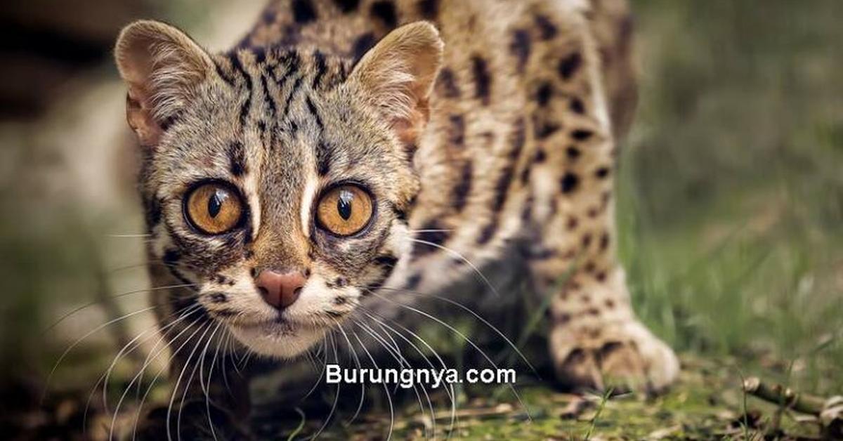 Elegant portrayal of the Catahoula Leopard, also known as Canis lupus.