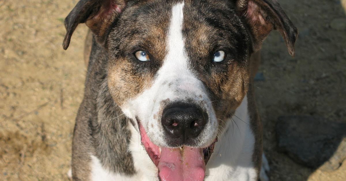 Image showcasing the Catahoula Leopard, known in Indonesia as Kucing Leopard Catahoula.