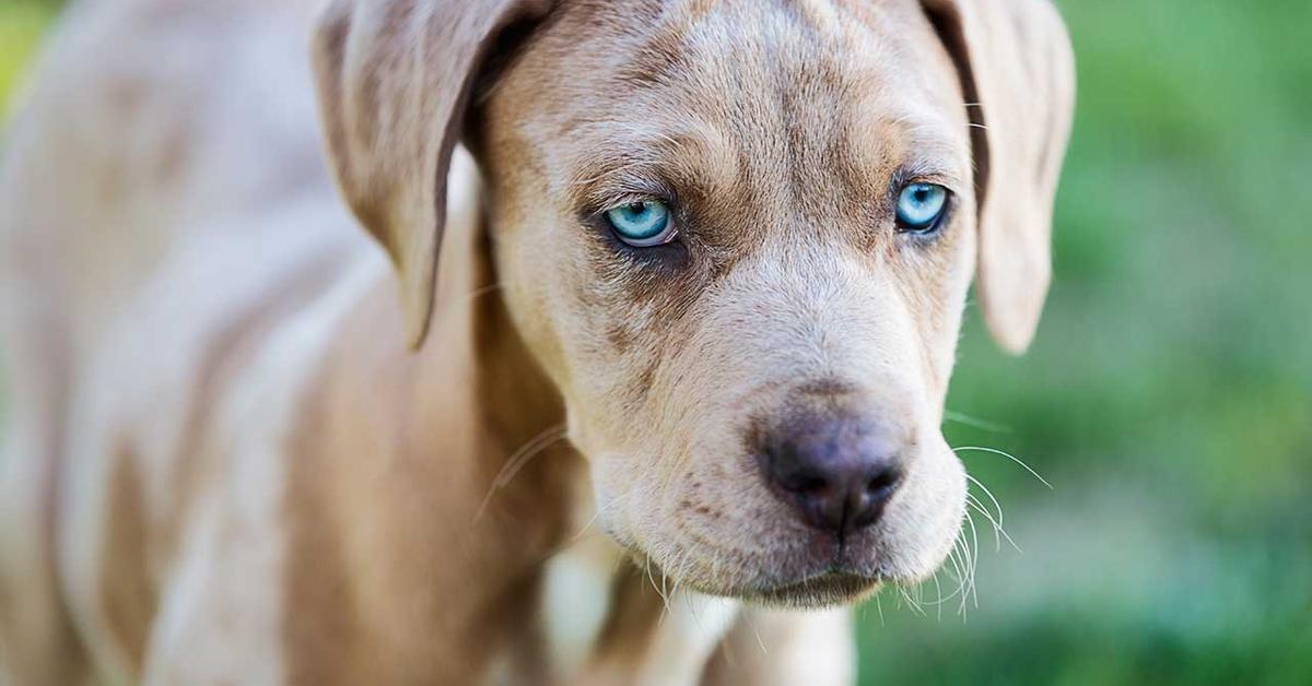 The Catahoula Leopard in its natural beauty, locally called Kucing Leopard Catahoula.