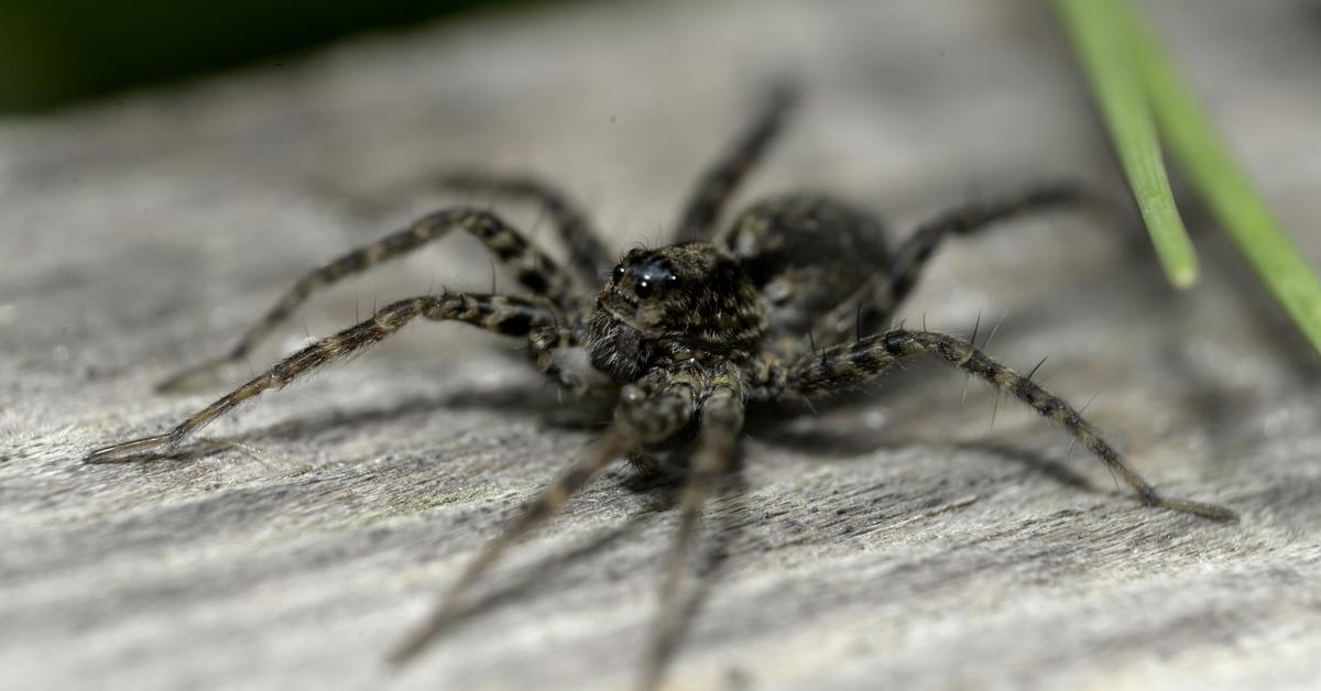 Engaging shot of the Common House Spider, recognized in Indonesia as Laba-laba Rumah Umum.