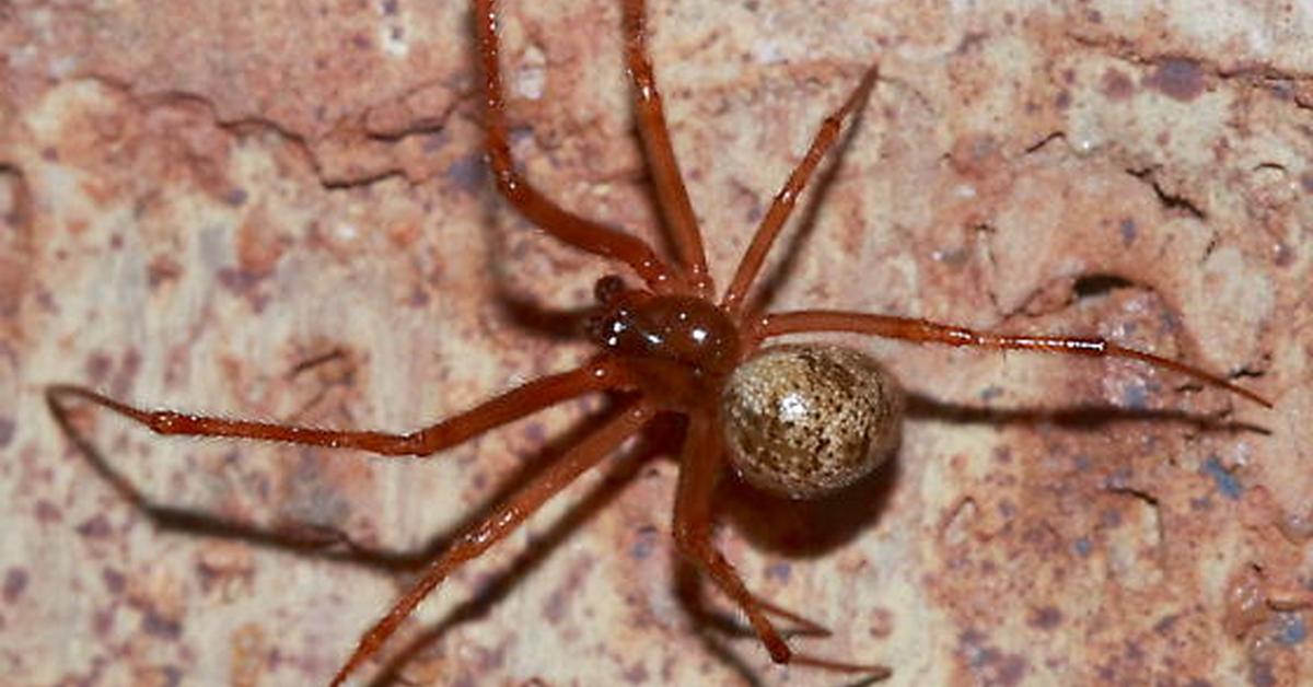 A look at the Common House Spider, also recognized as Laba-laba Rumah Umum in Indonesian culture.