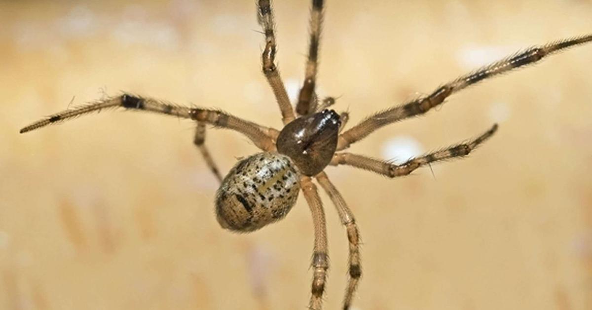 Image showcasing the Common House Spider, known in Indonesia as Laba-laba Rumah Umum.