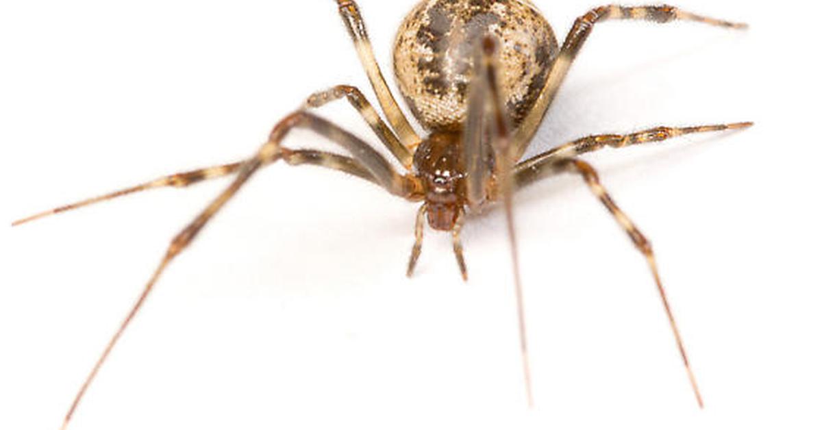 Elegant Common House Spider in its natural habitat, called Laba-laba Rumah Umum in Indonesia.