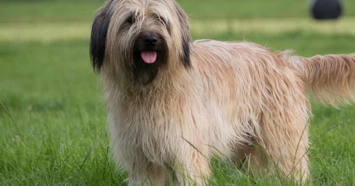 Close-up view of the Catalan Sheepdog, known as Anjing Gembala Catalan in Indonesian.