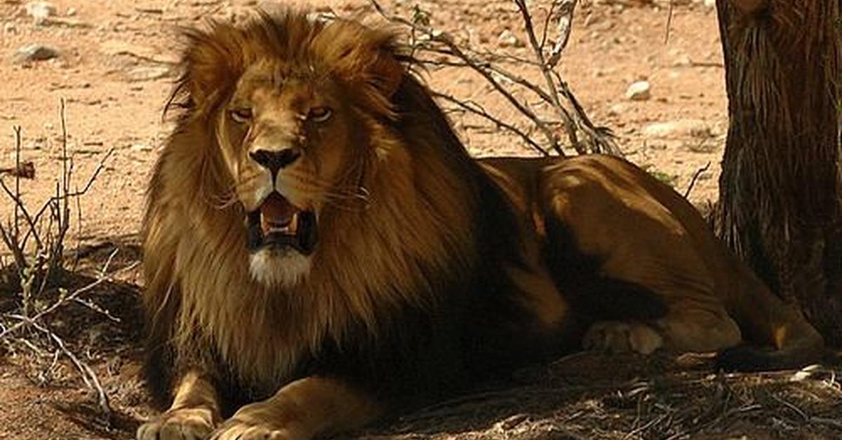 The elegant Cape Lion (Panthera leo melanochaitus), a marvel of nature.