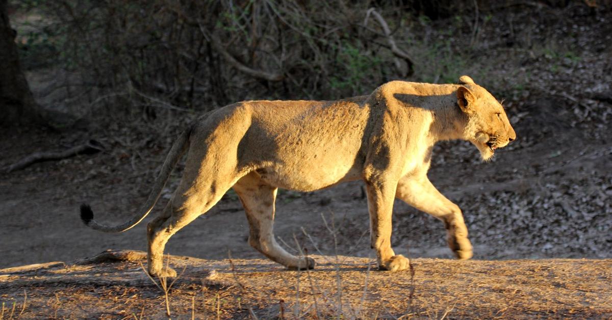 Graceful Cape Lion, a creature with the scientific name Panthera leo melanochaitus.