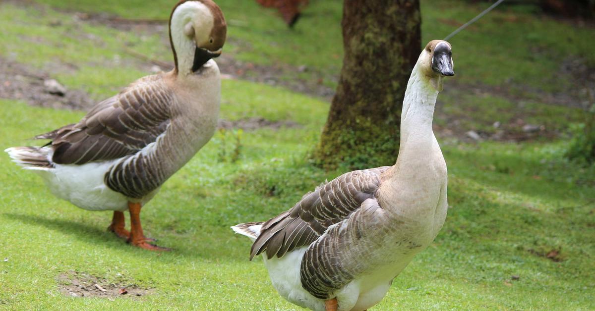 A look at the Chinese Geese, also recognized as Angsa Cina in Indonesian culture.