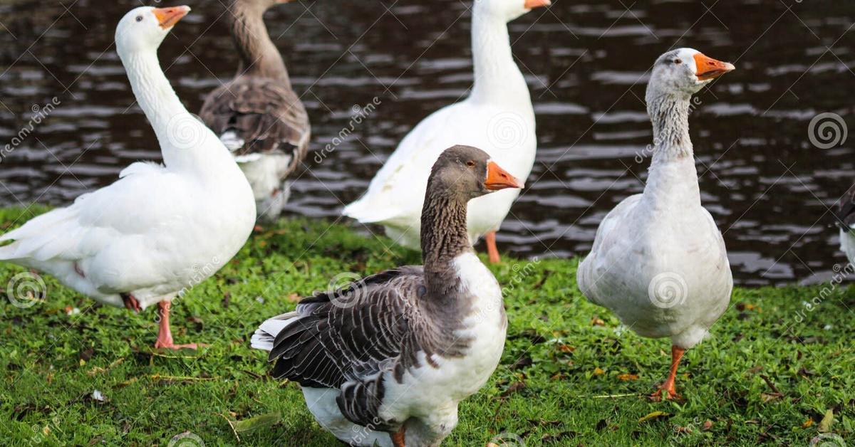 The elegant Chinese Geese (Anser cygnoides domesticus), a marvel of nature.