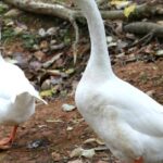 Engaging shot of the Chinese Geese, recognized in Indonesia as Angsa Cina.